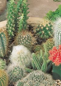 Set semi Cactus
